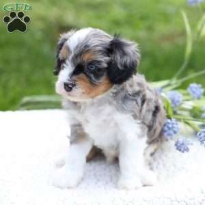 Lane, Cavapoo Puppy
